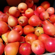 All Fruit at UMall Australia