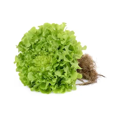 Lettuce Living Green Oak Box