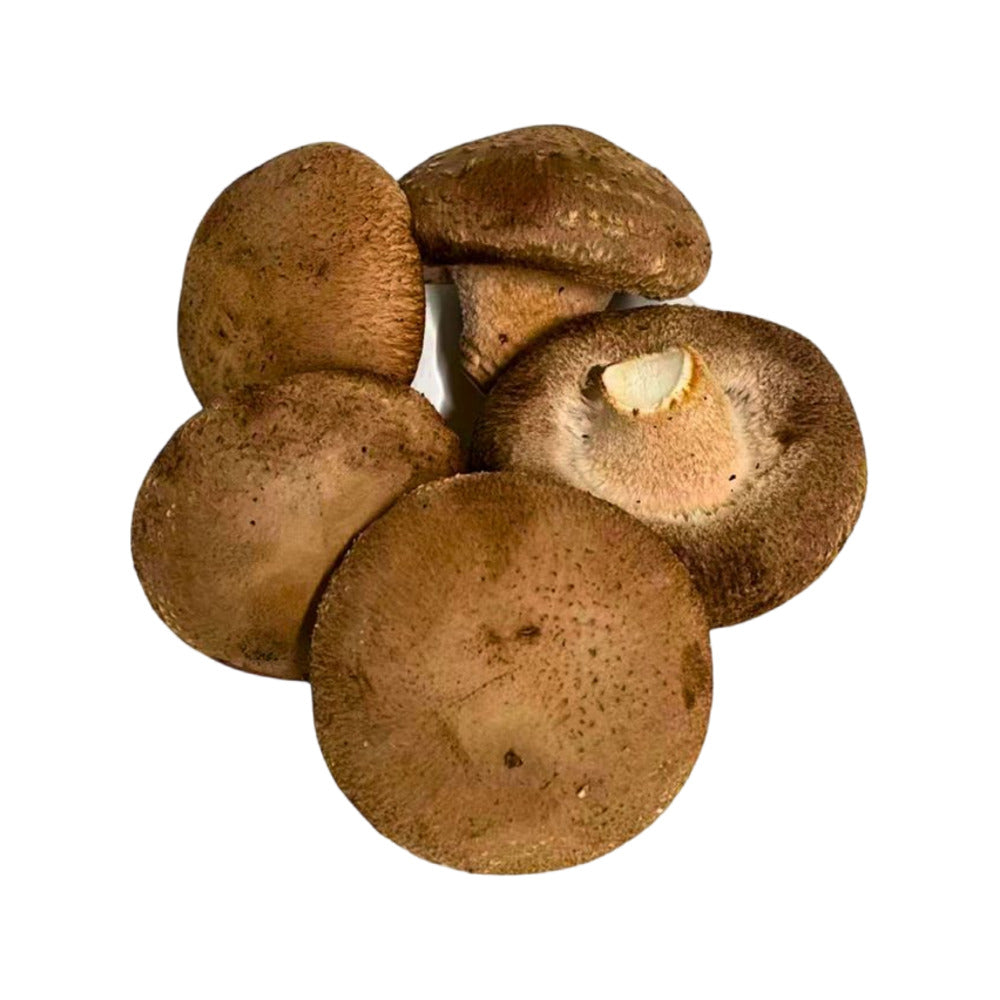 mycoharvest-australian-grown-shiitake-mushrooms-100g-2