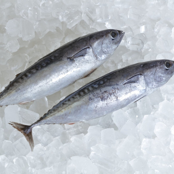 Wild-Caught Whole Frigate Tuna – Frozen 1kg