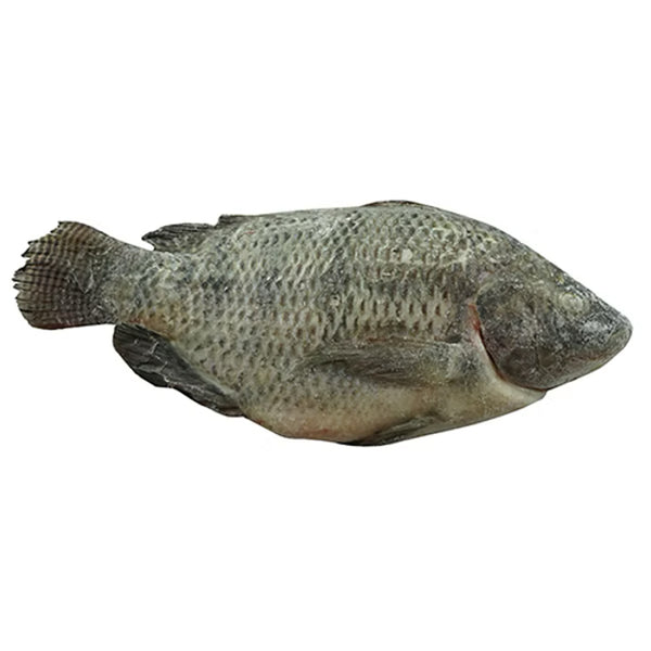 Frozen Whole Tilapia (Scaled & Gutted) - 600g