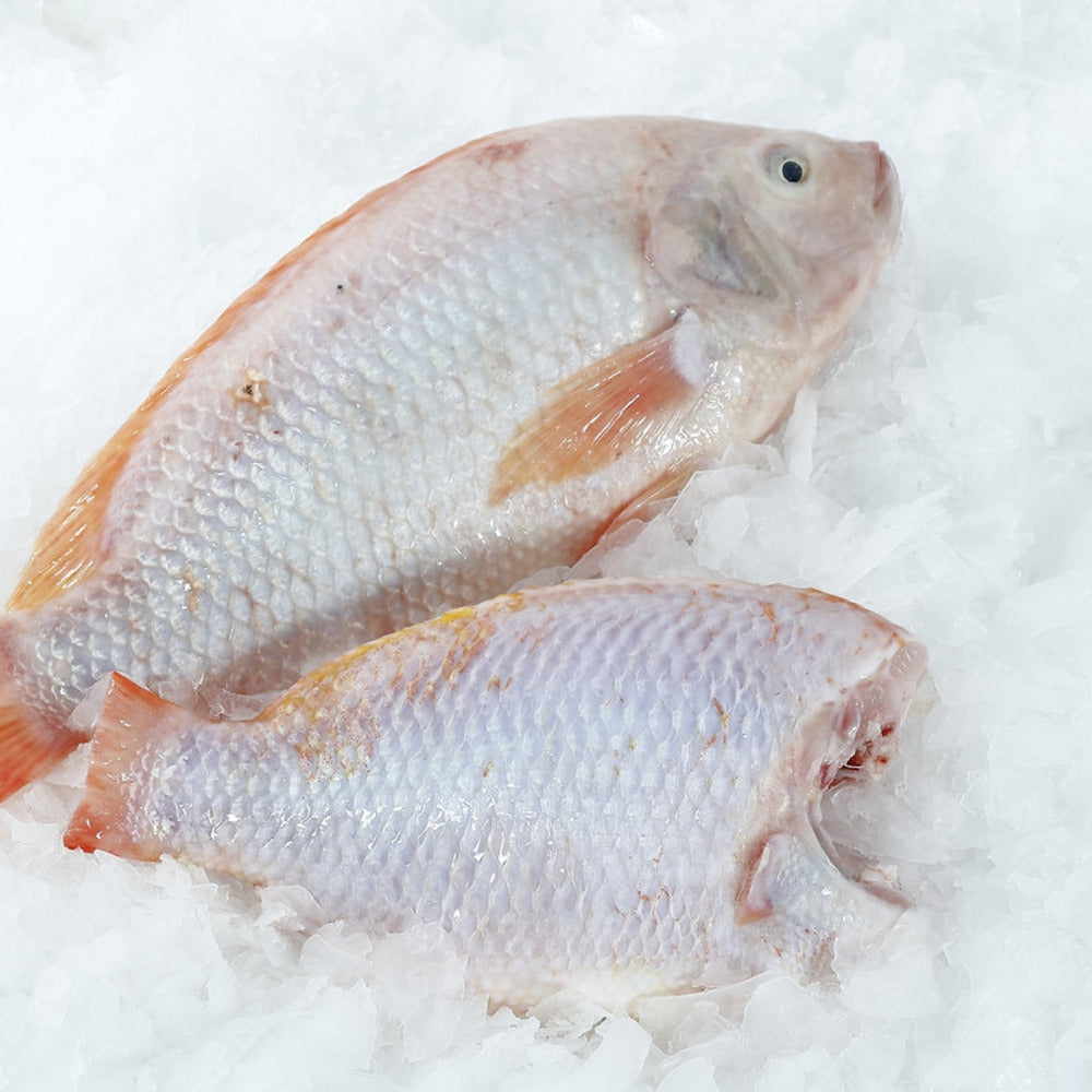 Frozen-Red-Tilapia-(Headless,-Gutted-&-Scaled)-–-Whole-Cleaned-Fish-800–900g-1