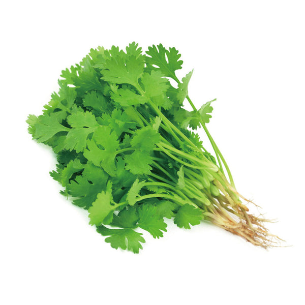 Fresh Coriander (Cilantro) — 1 Bunch