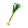 Fresh Garlic Leaves (Green Garlic) - 1 Bundle